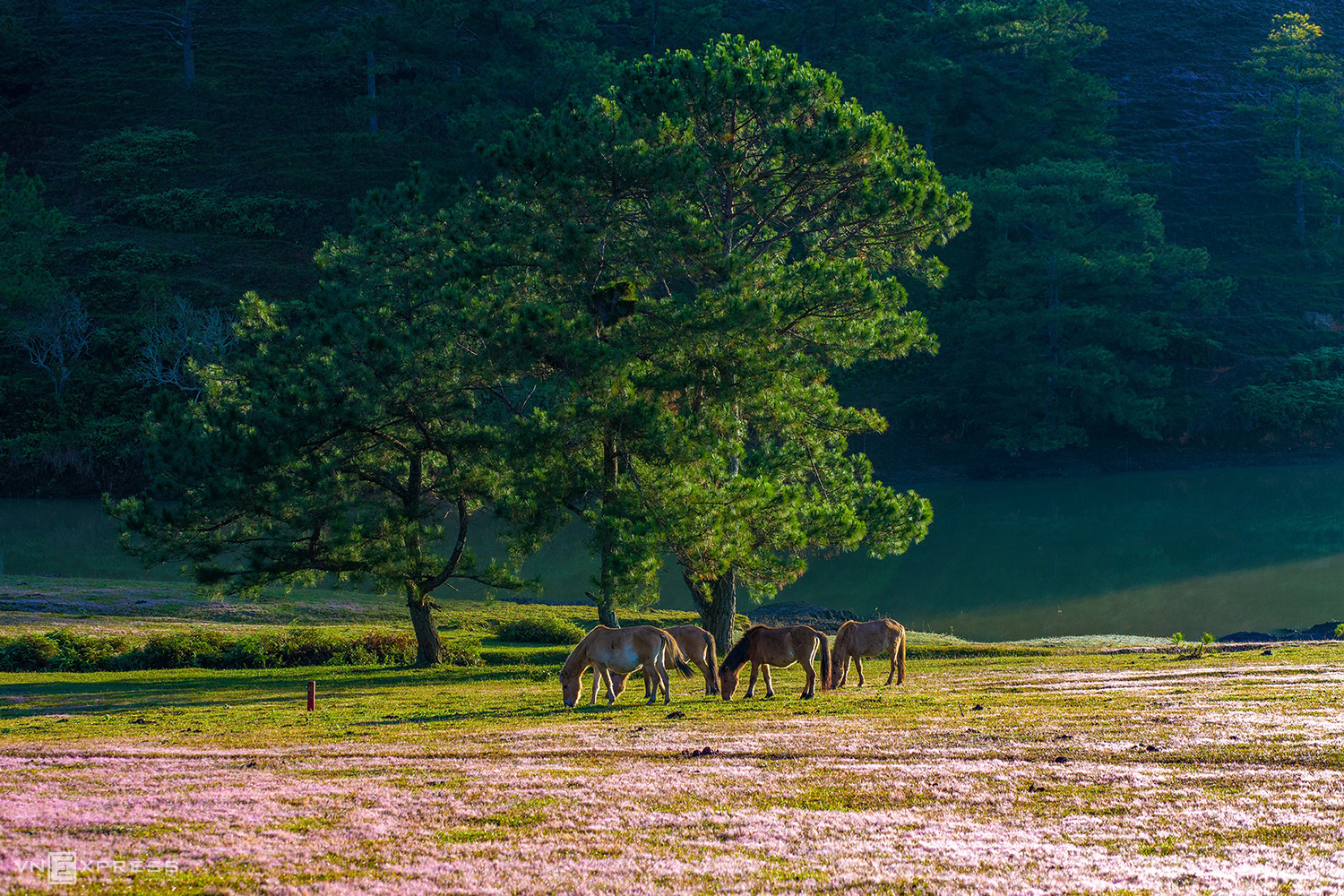 du-lic-da-lat-thua-xe-gia-re-ngocanhdalattravel-com-1